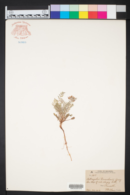 Astragalus lotiflorus image