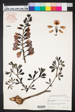 Baptisia australis image