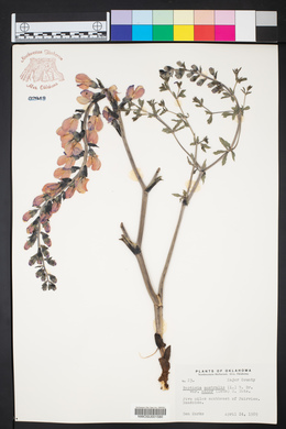 Baptisia australis var. minor image