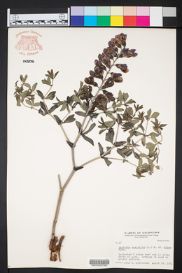 Baptisia australis image