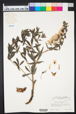 Baptisia bracteata var. leucophaea image