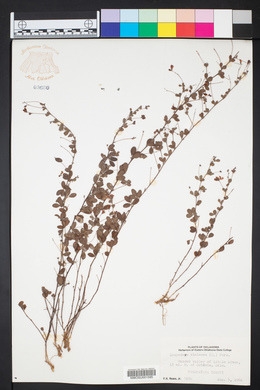 Lespedeza violacea image