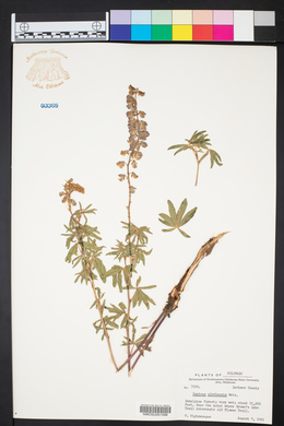 Lupinus plattensis image