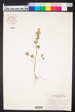 Melilotus indicus image