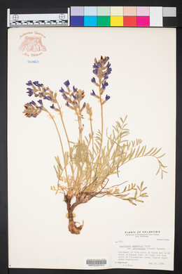 Oxytropis lambertii var. articulata image