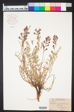 Oxytropis lamberti image