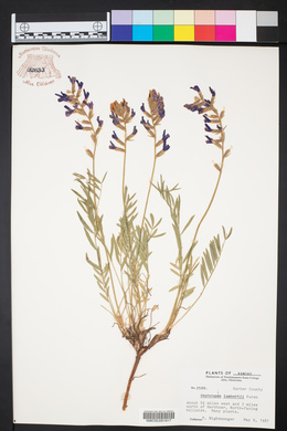 Oxytropis lambertii image
