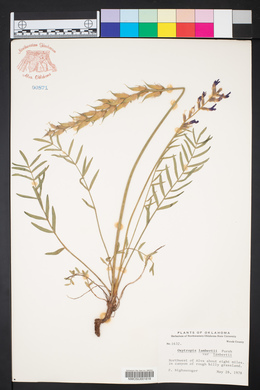 Oxytropis lambertii image
