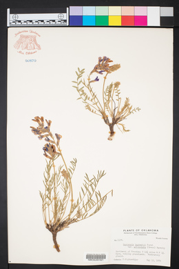 Oxytropis lambertii var. articulata image