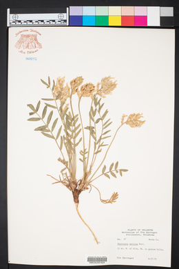 Oxytropis sericea image