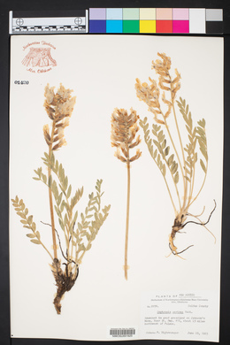Oxytropis sericea image