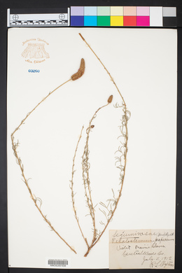 Petalostemon purpureum image