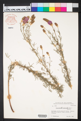 Petalostemon purpureum image