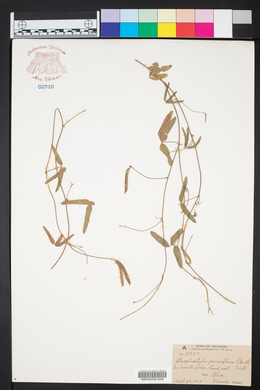 Strophostyles leiosperma image