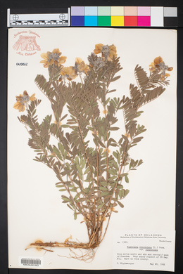Tephrosia virginiana var. virginiana image