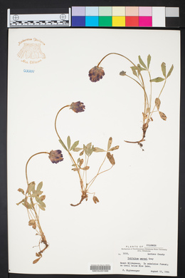 Trifolium parryi image