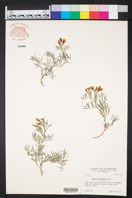 Vicia americana subsp. minor image