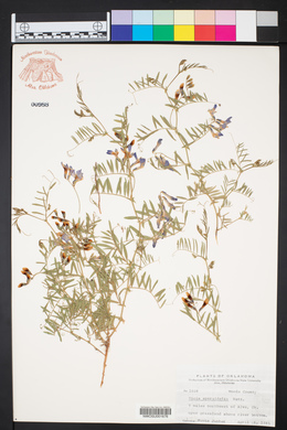 Vicia americana subsp. minor image