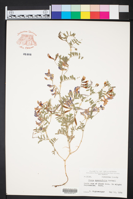 Vicia americana subsp. minor image