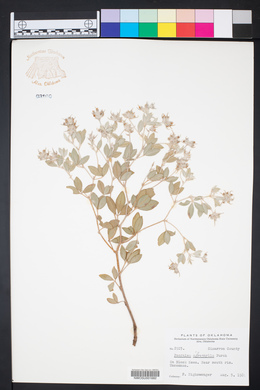 Pediomelum argophyllum image