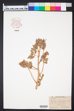 Psoralea cuspidata image