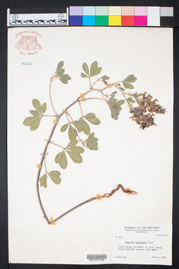 Psoralea cuspidata image
