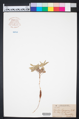 Psoralea hypogaea image