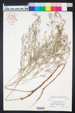 Ladeania lanceolata image