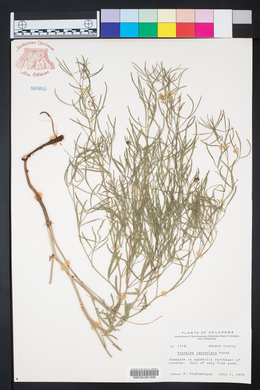 Ladeania lanceolata image