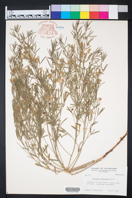 Ladeania lanceolata image