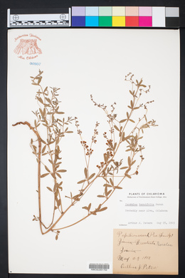 Psoralea fascicularis image