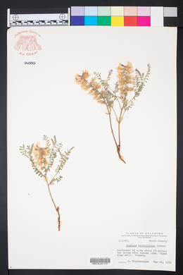 Sophora nuttalliana image