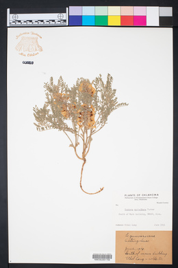 Sophora nuttalliana image