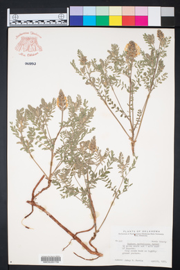 Sophora nuttalliana image