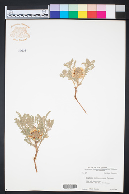 Sophora nuttalliana image