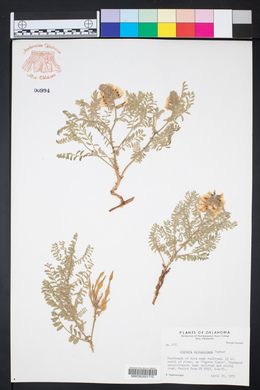 Sophora nuttalliana image