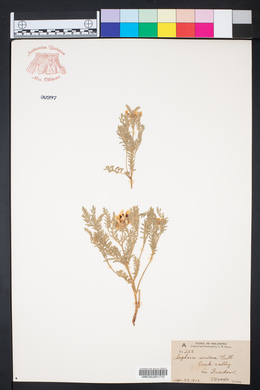 Sophora nuttalliana image