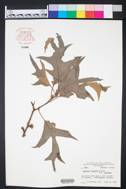 Quercus falcata var. falcata image