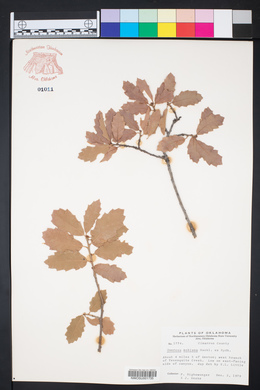Quercus mohriana image