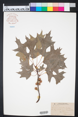 Quercus palustris image