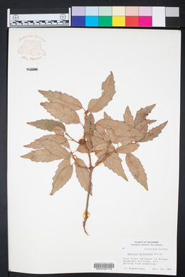 Quercus prinoides image