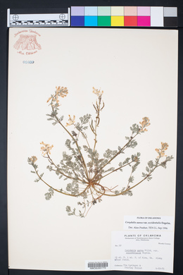 Corydalis aurea subsp. occidentalis image