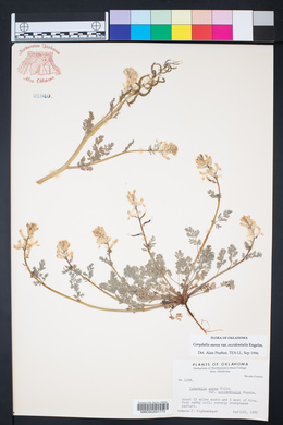 Corydalis aurea image