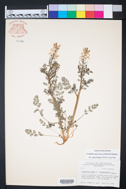 Corydalis aurea subsp. occidentalis image