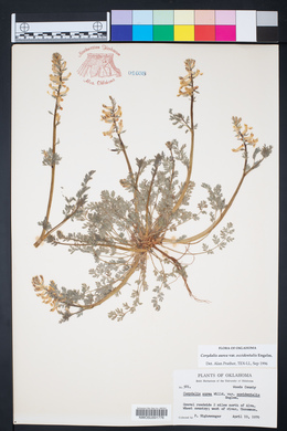 Corydalis aurea subsp. occidentalis image