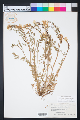 Corydalis crystallina image