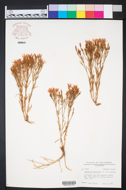 Zeltnera beyrichii image