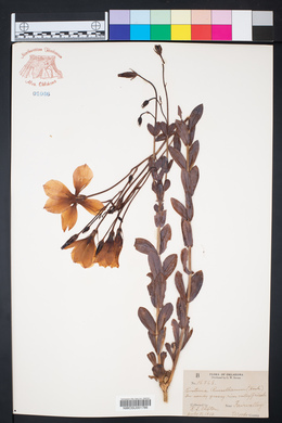 Eustoma exaltatum subsp. russellianum image