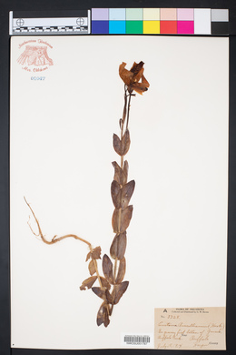 Eustoma exaltatum image