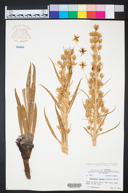 Frasera speciosa image